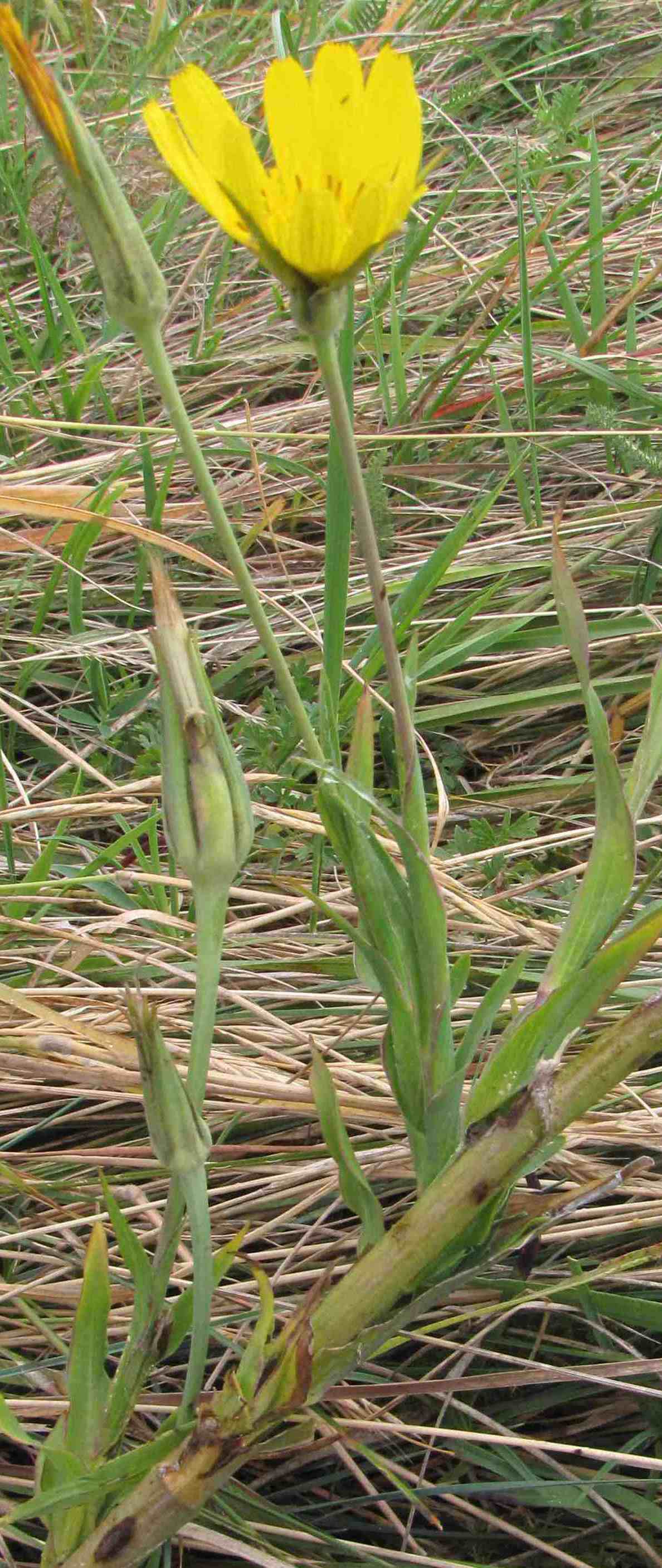 composita Sibillini - Tragopogon sp.